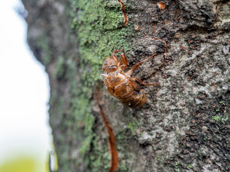 Shedding shells of trees and cicadas in the parkの写真素材