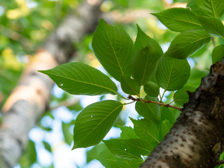Cherry tree with fresh green leaves