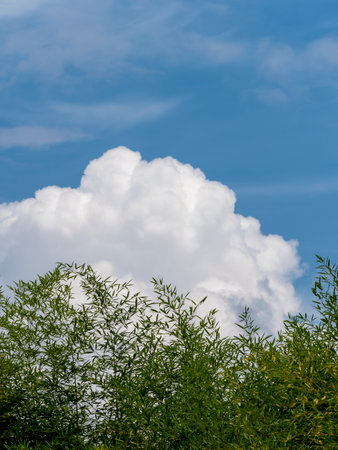 Blue summer sky and fresh green bamboo forestの写真素材