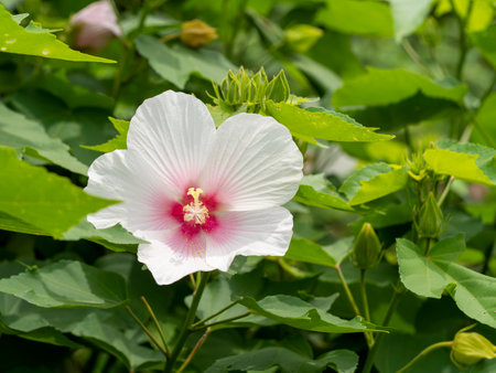 White butterfly flowers blooming in the botanical gardenの写真素材