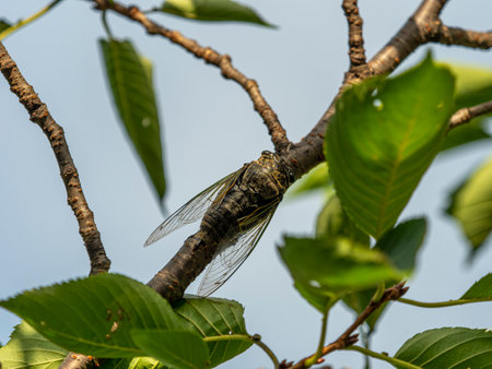Cicada perching on a cherry tree