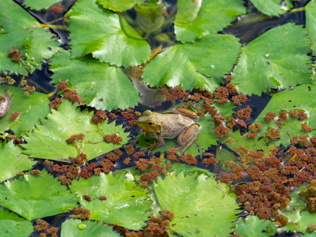 Bullfrog living in a pond