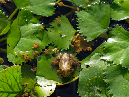 Bullfrog living in a pondの写真素材