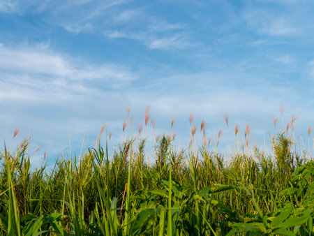 Midsummer blue sky and riverbed plantsの写真素材