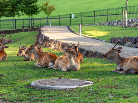 Deer in Nara Park resting on the lawnの写真素材
