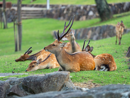 Deer in Nara Park resting on the lawnの写真素材