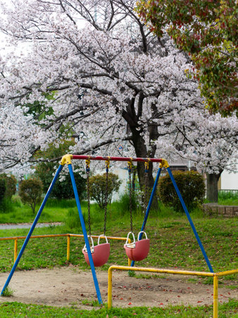 Playground equipment and cherry blossoms in the parkの写真素材