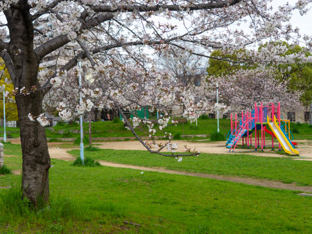 Cherry blossoms and playground equipment in the parkの写真素材