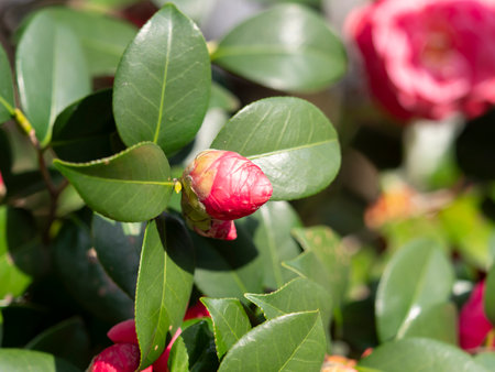 Vivid mountain tea flower budsの写真素材
