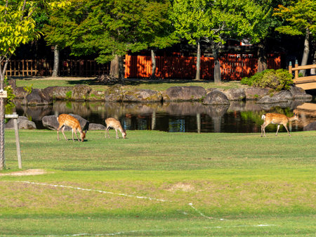 Nara Park Kasugano Park in Midsummer and Deer Parents and Childrenの写真素材