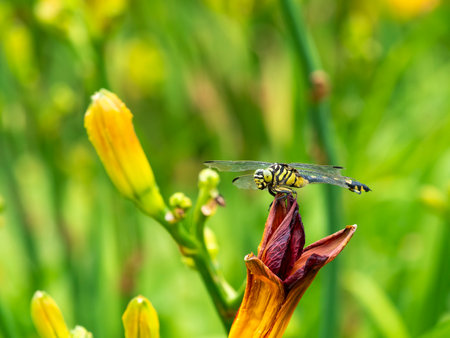 Uchiwayanma perched on a flowerの写真素材