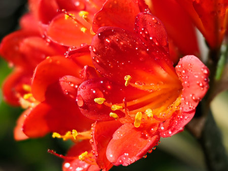 Brilliant kunsilan with water dropletsの写真素材