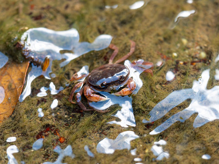 Sawa crabs living in waterwaysの写真素材