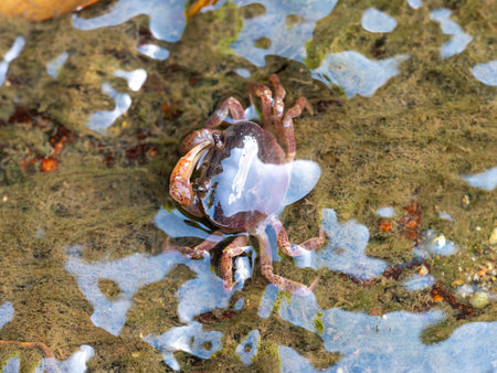 Sawa crabs living in waterwaysの写真素材