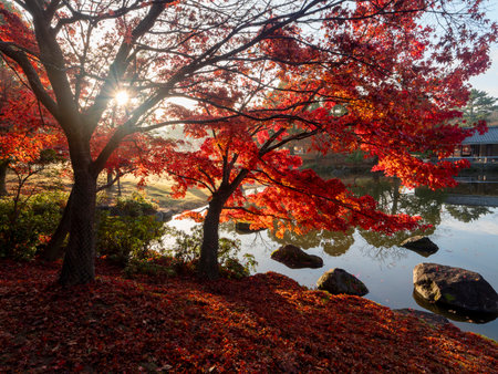 Nara Park in autumn with beautiful bright autumn leavesの写真素材