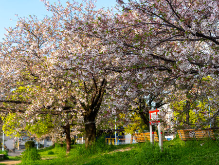 Park bench with cherry blossoms in bloomの写真素材