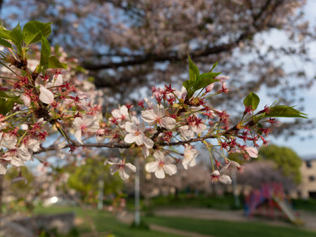 Cherry blossoms in the park that have begun to fallの写真素材