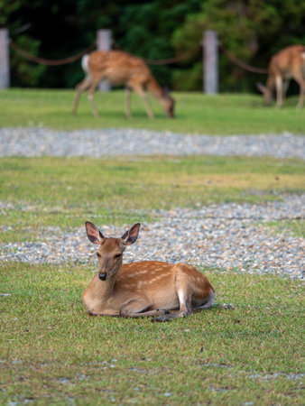 Deer in Nara Park resting on the lawnの写真素材