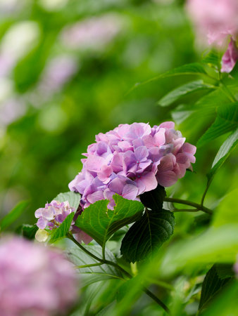 Hydrangea flowers blooming at Sohonzan Haseji Temple, Nara Prefecture