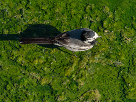 Hakusekirei walking in the waterwayの写真素材