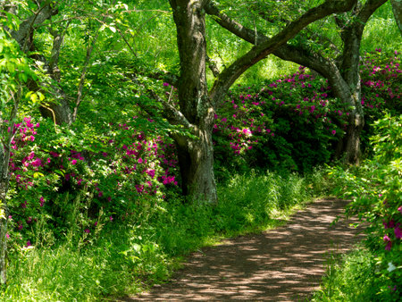 A mountain path with fresh greenery and azaleas