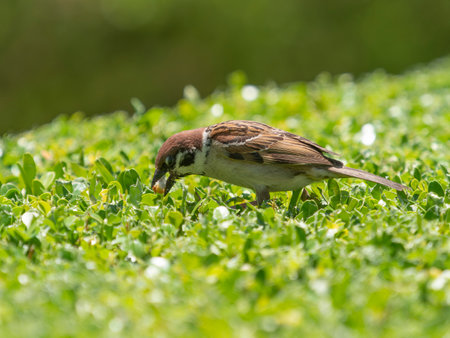 Sparrows feeding on a hedgeの写真素材