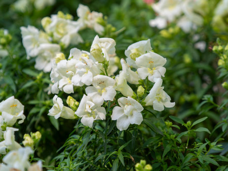 Snapdragon in full bloomの写真素材