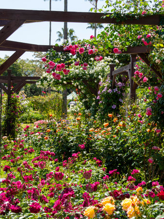 Botanical garden with bright rosesの写真素材