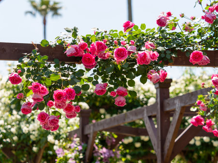 Rose flowers entwined with pillarsの写真素材