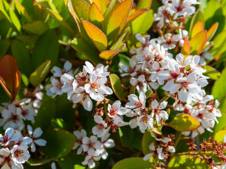 Shalimbai flowers in bloom in the parkの写真素材