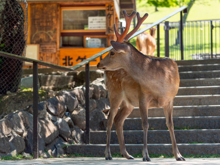 Stag in Nara Parkの写真素材