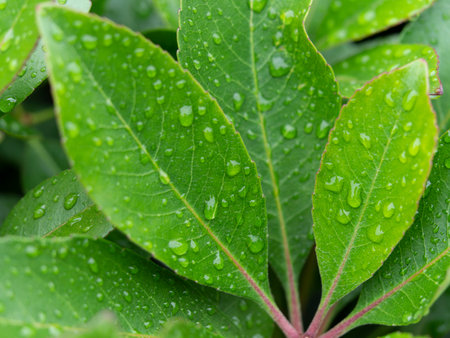 Fresh green leaves wet in the rain