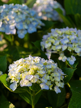 Hydrangea flowers illuminated by the morning sunの写真素材