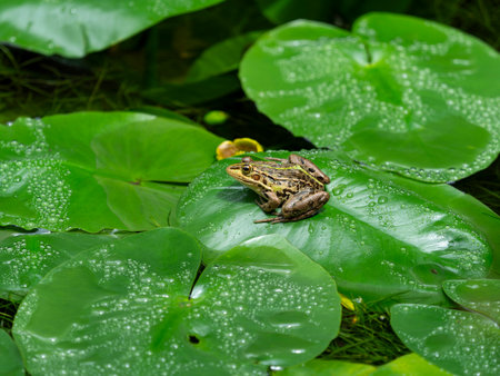 Tonosa frog riding on floating grass in a pond