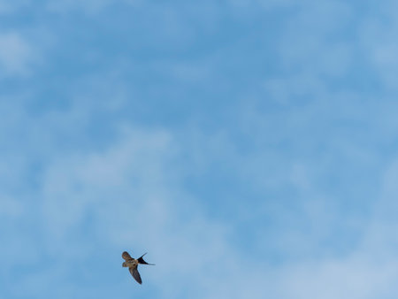 Swallows flying in the blue skyの写真素材