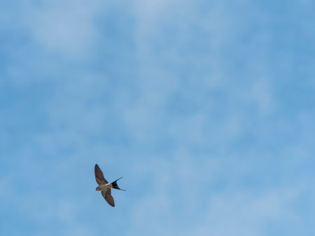 Swallows flying in the blue skyの写真素材