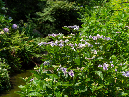 Beautiful forehead hydrangea flowers