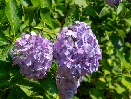 Bright hydrangea flowers