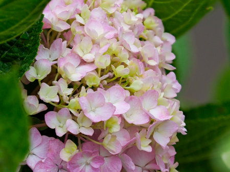 Pink hydrangea wet in the rain