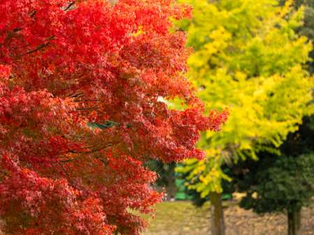 Vibrant autumn foliage at Daibutsu Pond in Nara Park