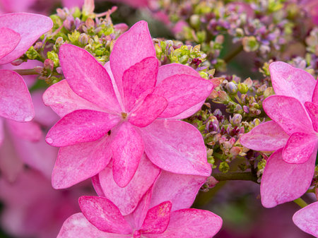 Pink hydrangeas wet with rain