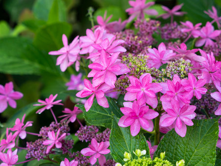 Pink hydrangeas wet with rain