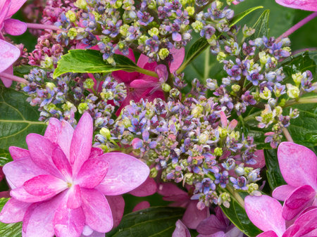 Pink hydrangeas wet with rain