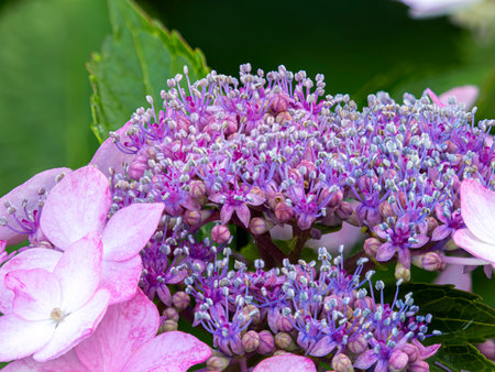 Close-up of the true flower of the Hydrangea japonicaの写真素材