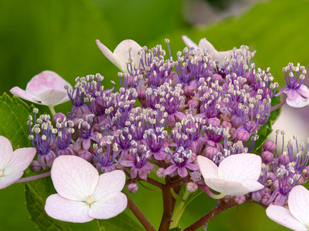 Close-up of the true flower of the Hydrangea macrophylla