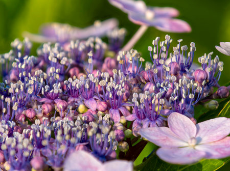 Close-up of the true flower of the Hydrangea japonica