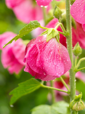Red hollyhock flowers wet with rain