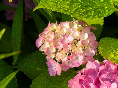 Hydrangea illuminated by the morning sun