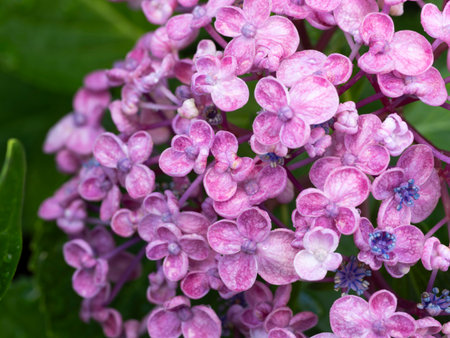 Purple-red hydrangeas wet with rain