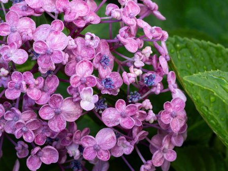 Purple-red hydrangeas wet with rain
